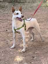 PEKE, Hund, Podenco (Mix) in Spanien - Bild 4