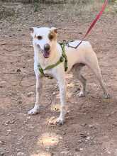 PEKE, Hund, Podenco (Mix) in Spanien - Bild 5