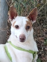 PEKE, Hund, Podenco (Mix) in Spanien - Bild 6