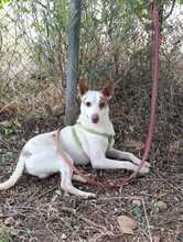 PEKE, Hund, Podenco (Mix) in Spanien - Bild 7