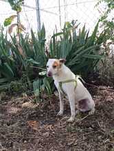 PEKE, Hund, Podenco (Mix) in Spanien - Bild 8