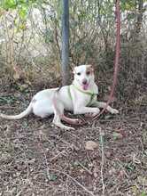 PEKE, Hund, Podenco (Mix) in Spanien - Bild 9