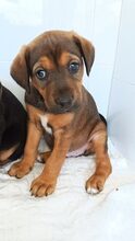 VENUS, Hund, Mischlingshund in Untergruppenbach - Bild 1