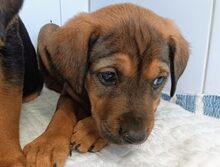 VENUS, Hund, Mischlingshund in Untergruppenbach - Bild 3