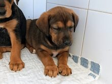 VENUS, Hund, Mischlingshund in Untergruppenbach - Bild 4