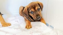 VENUS, Hund, Mischlingshund in Untergruppenbach - Bild 5