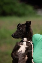 TINDRA, Hund, Mischlingshund in Ungarn - Bild 1