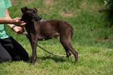 TINDRA, Hund, Mischlingshund in Ungarn - Bild 10