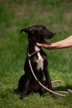 TINDRA, Hund, Mischlingshund in Ungarn - Bild 11