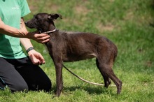 TINDRA, Hund, Mischlingshund in Ungarn - Bild 12