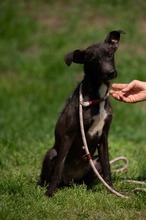 TINDRA, Hund, Mischlingshund in Ungarn - Bild 13