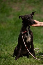 TINDRA, Hund, Mischlingshund in Ungarn - Bild 14