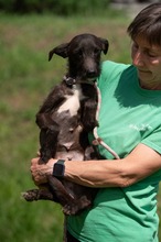 TINDRA, Hund, Mischlingshund in Ungarn - Bild 15
