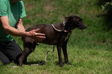 TINDRA, Hund, Mischlingshund in Ungarn - Bild 16