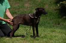 TINDRA, Hund, Mischlingshund in Ungarn - Bild 17