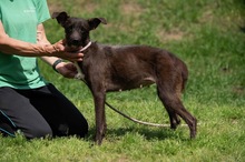 TINDRA, Hund, Mischlingshund in Ungarn - Bild 2