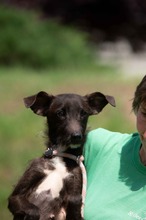 TINDRA, Hund, Mischlingshund in Ungarn - Bild 3