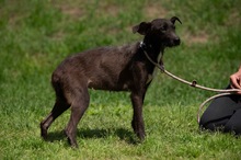 TINDRA, Hund, Mischlingshund in Ungarn - Bild 5