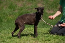 TINDRA, Hund, Mischlingshund in Ungarn - Bild 6