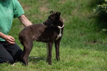 TINDRA, Hund, Mischlingshund in Ungarn - Bild 7
