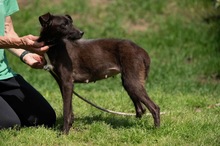 TINDRA, Hund, Mischlingshund in Ungarn - Bild 8