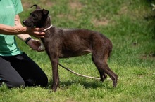 TINDRA, Hund, Mischlingshund in Ungarn - Bild 9