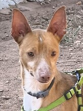 DROGBA, Hund, Podenco (Mix) in Spanien - Bild 1