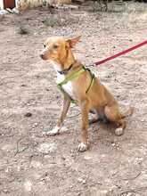 DROGBA, Hund, Podenco (Mix) in Spanien - Bild 2