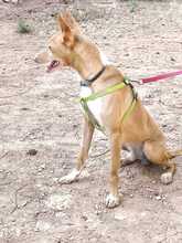 DROGBA, Hund, Podenco (Mix) in Spanien - Bild 3