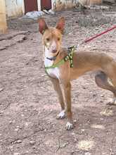 DROGBA, Hund, Podenco (Mix) in Spanien - Bild 4