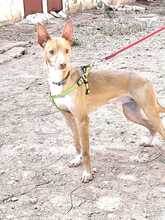 DROGBA, Hund, Podenco (Mix) in Spanien - Bild 5