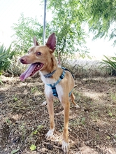 DROGBA, Hund, Podenco (Mix) in Spanien - Bild 7