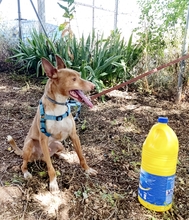 DROGBA, Hund, Podenco (Mix) in Spanien - Bild 8