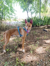 DROGBA, Hund, Podenco (Mix) in Spanien - Bild 9