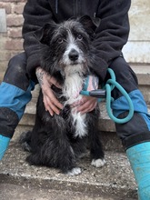 TAURIEL, Hund, Mischlingshund in Marsberg