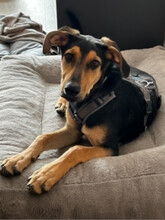 TOMMY, Hund, Mischlingshund in Augsburg - Bild 1