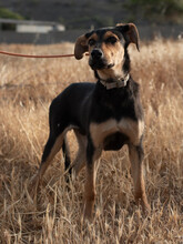 TOMMY, Hund, Mischlingshund in Augsburg - Bild 10