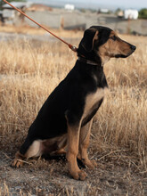 TOMMY, Hund, Mischlingshund in Augsburg - Bild 11