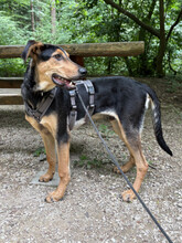 TOMMY, Hund, Mischlingshund in Augsburg - Bild 2