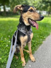 TOMMY, Hund, Mischlingshund in Augsburg - Bild 3
