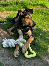 TOMMY, Hund, Mischlingshund in Augsburg - Bild 5