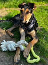TOMMY, Hund, Mischlingshund in Augsburg - Bild 6
