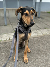 TOMMY, Hund, Mischlingshund in Augsburg - Bild 7