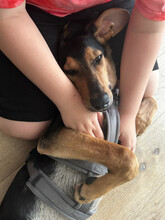 TOMMY, Hund, Mischlingshund in Augsburg - Bild 8