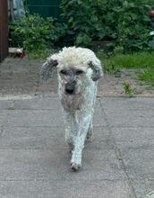 FAIRY, Hund, Mischlingshund in Henstedt-Ulzburg - Bild 1