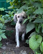 FAIRY, Hund, Mischlingshund in Henstedt-Ulzburg - Bild 2