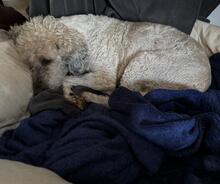 FAIRY, Hund, Mischlingshund in Henstedt-Ulzburg - Bild 3