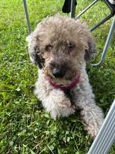 FAIRY, Hund, Mischlingshund in Henstedt-Ulzburg - Bild 4