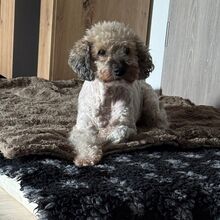 FAIRY, Hund, Mischlingshund in Henstedt-Ulzburg - Bild 5