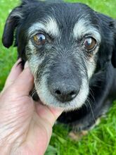 MARYSIA, Hund, Mischlingshund in Reinbek - Bild 1